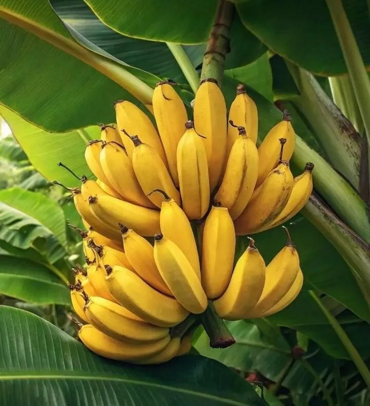 Banana